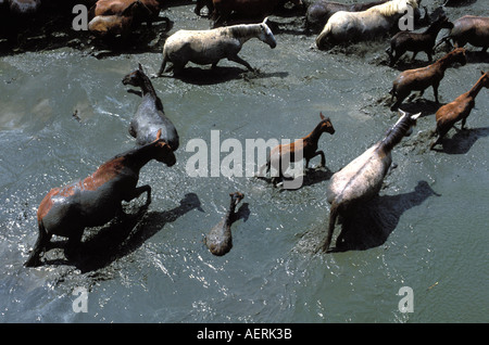 Das traditionelle Saca de Yeguas festival Stockfoto
