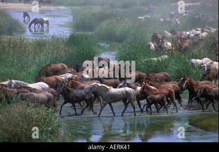 Das traditionelle Saca de Yeguas festival Stockfoto