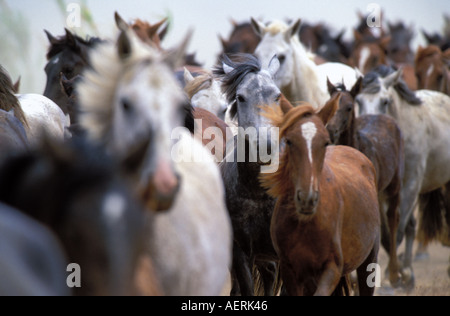 Das traditionelle Saca de Yeguas festival Stockfoto