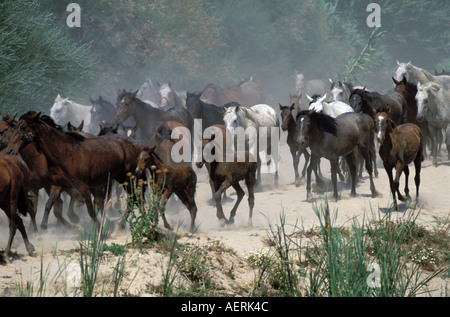 Das traditionelle Saca de Yeguas festival Stockfoto