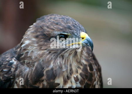 European Buzzard (Buteo buteo) (Captive) im Profil Stockfoto