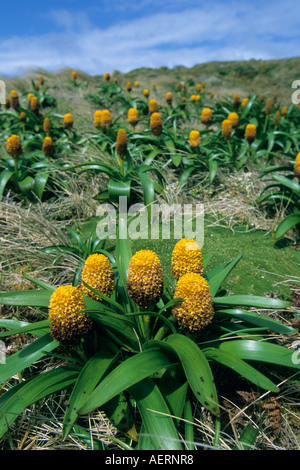 Neuseeland, Campbell Island subantarktischen Inseln, "Megaherbs" (Bulbinella Rossii) Stockfoto