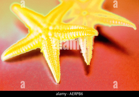 summer symbol Stockfoto