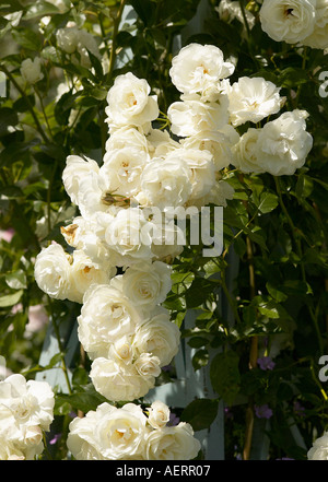 Große Fülle von Weiß Rosa Eisberg Blumen in voller Blüte in Sussex, England Stockfoto