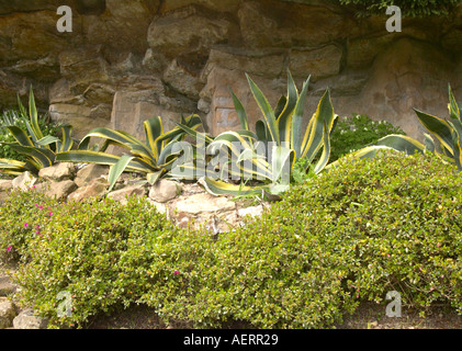 Mehrere Agaven (Agave americana Striata) wachsen auf Sims im Steingarten in Sussex Garden. Stockfoto