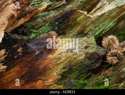 Nahaufnahme einer Multi-farbigen Abschnitt der Edelkastanie (Castanea sativa) Rinde Stockfoto