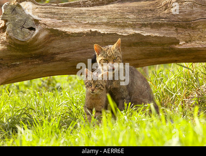 Schottische Wildkatze (Felis sylvestris) Mutter unter gefallenen Baumstamm mit Ihrem Kätzchen sitzend (Teil einer Zucht in Gefangenschaft Programm) Stockfoto