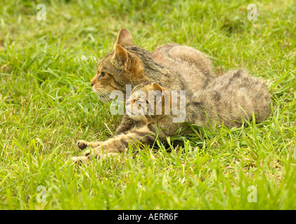 Schottische Wildkatze Katze (Felis sylvestris) Stretching neben seiner Mutter auf dem Gras (Teil einer Zucht in Gefangenschaft Programm) Stockfoto