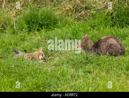 Schottische Wildkatze (Felis sylvestris) gerade ihre Kätzchen schlafen (Teil einer Zucht in Gefangenschaft Programm) Stockfoto