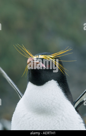 South Georgia Island Antarktis MAKKARONI PENGUIN (Eudyptes Chrysolophus) Stockfoto