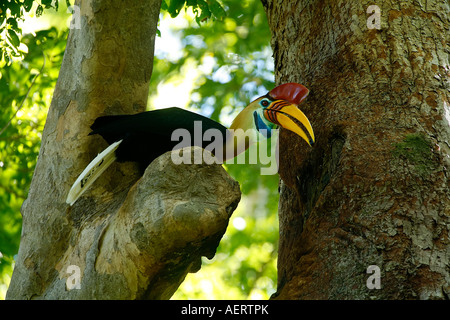 ROT GENOPPT HORNBILL Aceros cassidix Stockfoto