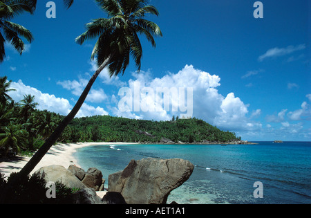 Coconut Grove am Strand Mahe Island Seychellen Stockfoto