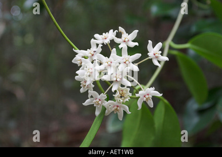 Hoya wächst in der Nähe von Lake Allom Fraser Island-Queensland-Australien Stockfoto