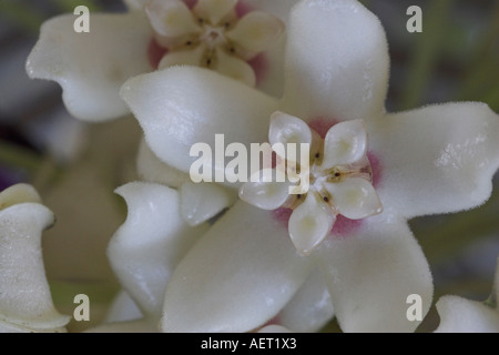 Hoya wächst in der Nähe von Lake Allom Fraser Island-Queensland-Australien Stockfoto