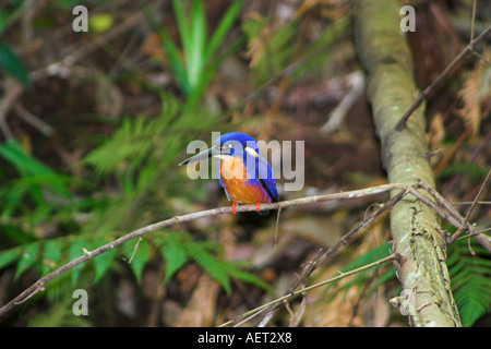 Azure Kingfisher Central Station Fraser Island-Queensland-Australien Stockfoto