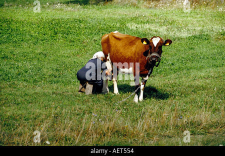 Alte Frau melkt die Kuh im Bereich Litauen Stockfoto