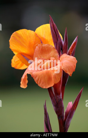 Im Sommer blüht die leuchtend orange-gelbe Canna Lily Stockfoto
