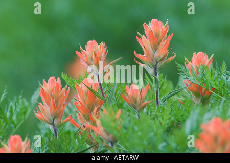 Indian Paintbrush Castilleja Miniata Ouray San Juan Mountains Rocky Mountains Colorado USA Juli 2007 Stockfoto