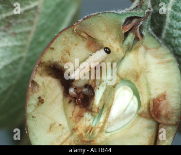 Apple Blattwespen Hoplocampa Testudinea Larven in beschädigten Apfelfrucht Stockfoto