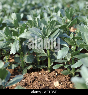 Ernte von jungen Bohnen Vicia Faba kann England Stockfoto