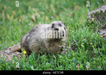 Hoary Marmot Marmota Caligata Erwachsenen Essen Logan Pass Glacier Nationalpark Montana USA Juli 2007 Stockfoto