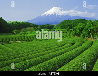 Schneebedeckte Berg Fujiyama über Tee-Feldern auf der Insel Honshu Stockfoto