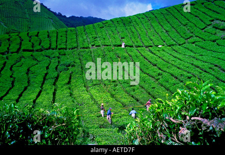Teeplantage Tahah Rata Cameron Highlands, Malaysia Stockfoto
