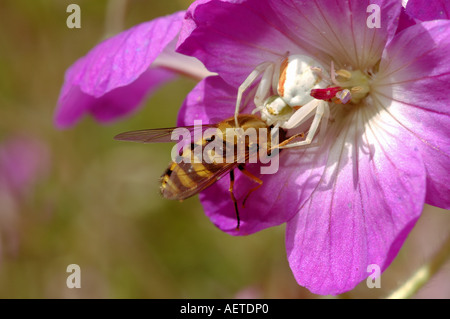 Gemeinsamen Blume Spinne Misumena Vatia Thomisidae unreife Weibchen ernähren sich von einem schweben fliegen in einem Garten UK Stockfoto