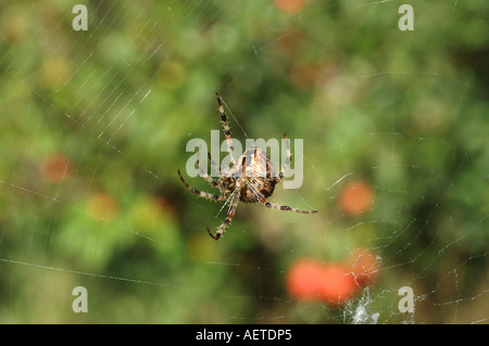 Garten Sie-Spinne weibliche Araneus Diadematus Araneidae Spinnen Seide, ihr Netz UK zu reparieren Stockfoto
