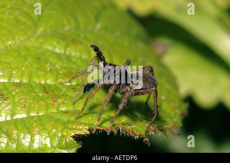 Gefleckte Wolfspinne Pardosa Amentata Lycosidae Mann schwenkte seine Palpen in Balz UK Stockfoto