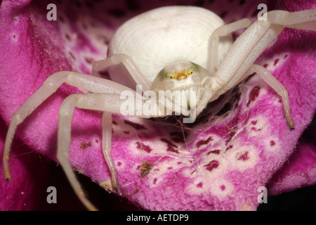 Gemeinsamen Blume Spinne Misumena Vatia Thomisidae eine Krabbe Spinne wartet im Hinterhalt in einen Fingerhut UK Stockfoto
