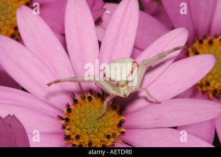 Gemeinsamen Blume Spinne Misumena Vatia Thomisidae weibliche im Hinterhalt stellen auf einer Osteospermum Blume im Garten UK Stockfoto