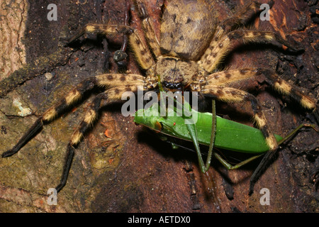 Huntsman Spinne Barylestis sp Sparassidae Fütterung auf eine große Grashuepfer Tettigoniidae auf einem Baum in der Nacht im Regenwald von Ghana Stockfoto