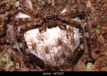 Huntsman Spinne Barylestis Blaisei Sparassidae weiblich Stockfoto