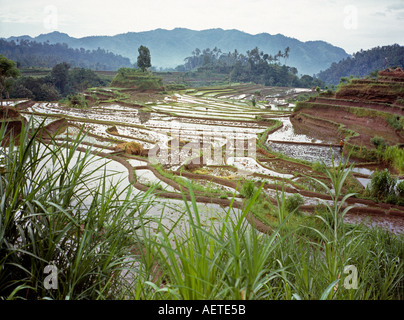 Indonesien Bali Landwirtschaft terrassierten Reisfelder in der Nähe von Redang