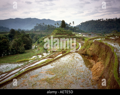 Indonesien Bali Landwirtschaft terrassierten Reisfelder in der Nähe von Redang
