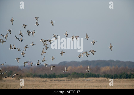 PINK-FOOTED Gänse Anser Brachyrhynchos Herde gleiten IN zu landen LANCASHIRE Februar Stockfoto