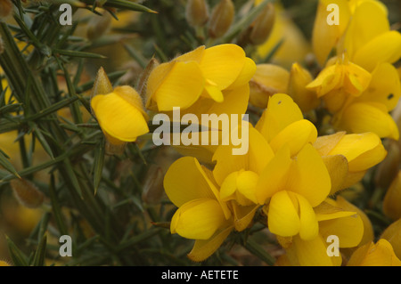 Gelbe Erbse wie Blumen und spikey Blätter des gemeinsamen Ginster Stockfoto