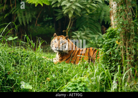 Sumatra-TIGER (Panthera Tigris Sumatrae) im Regenwald. Stockfoto