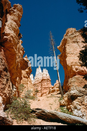 erodiert Landschaftsformen Bryce Canyon Utah Usa Stockfoto