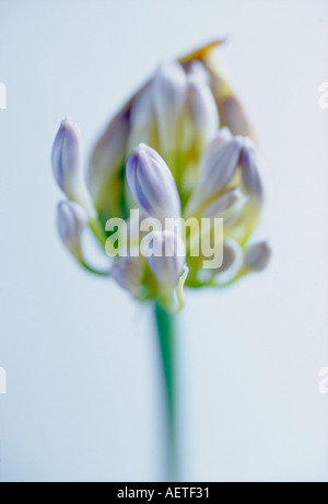 SCHMUCKLILIE AGAPANTHUS BLÜTENKNOSPE GRAFIK Stockfoto