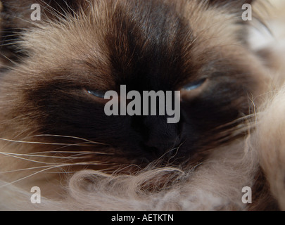 Enge, Gesichts Schuss von A Ragdoll Katze Stockfoto