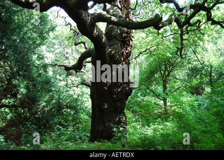 Alte Eiche Sherwood Forest, Nottinghamshire, England, Vereinigtes Königreich Stockfoto