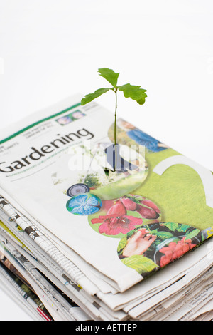 Eiche-Bäumchen, das durch die Gartenarbeit Abschnitt von einem Haufen von Zeitungen Stockfoto