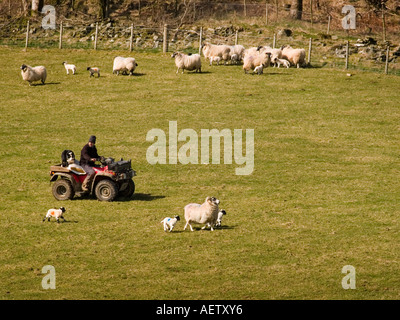 Schäfer auf Quad-Bike Rundung oben Mutterschafe und Lämmer auf Bauernhof. Stockfoto