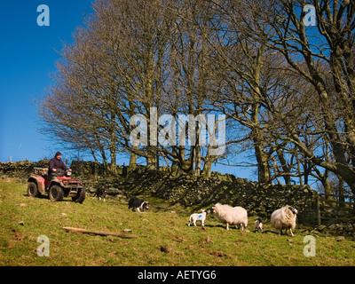 Hirte mit Quad Aufrundung Mutterschafe und Lämmer. Stockfoto