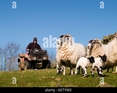 Hirte mit seinem Quad Aufrundung Mutterschafe und Lämmer. Stockfoto