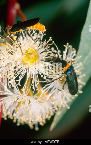 Australische Pest Weichkäfer ernähren sich von Blütennektar Eukalyptus Stockfoto