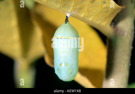 Wanderer-Schmetterling-Puppe Stockfoto