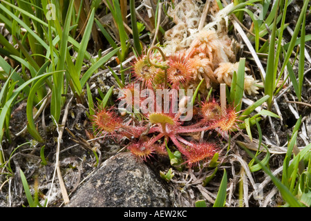 Gemeinsame oder Runde rotblättrige Sonnentau Drosera Rotundifolia Isle of Mull, Schottland Stockfoto